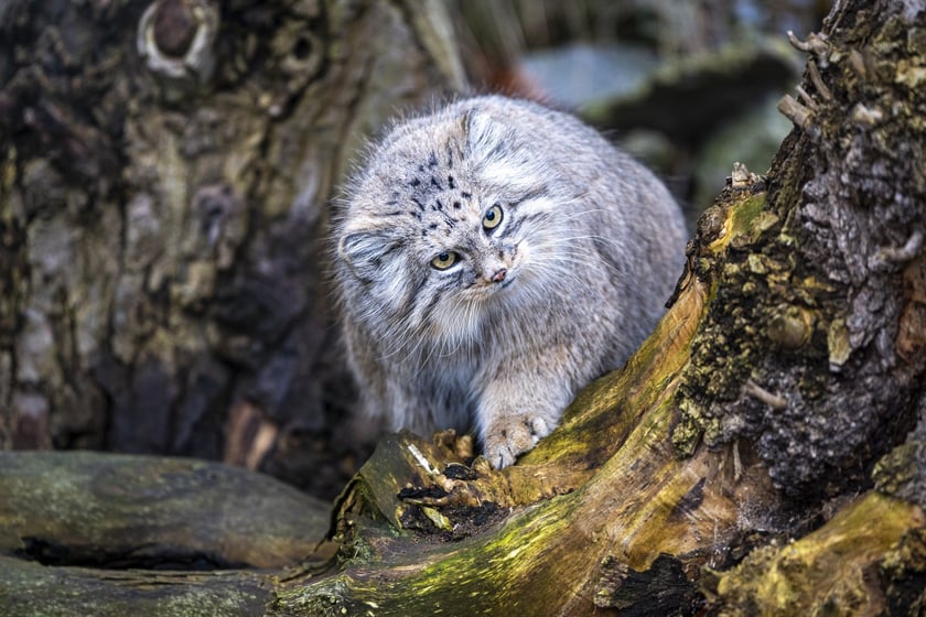 Manul z wrocławskiego zoo podczas pokazowego karmienia