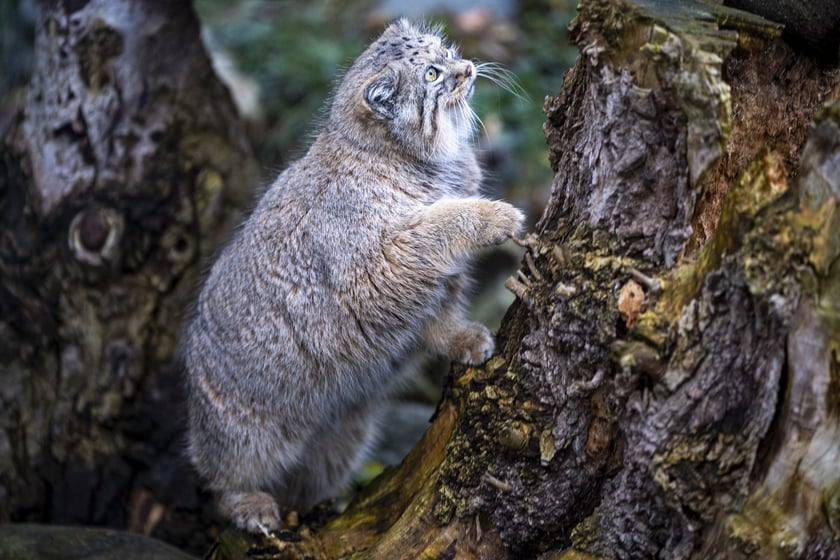 Manul z wrocławskiego zoo podczas pokazowego karmienia