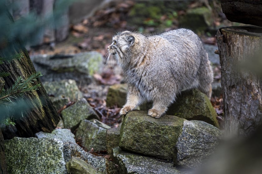 Manul z wrocławskiego zoo podczas pokazowego karmienia