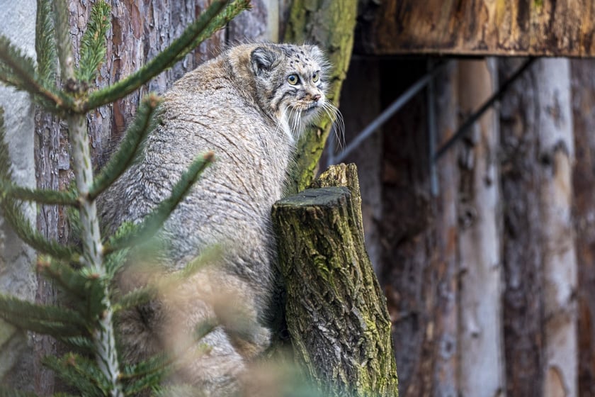 Manul z wrocławskiego zoo podczas pokazowego karmienia