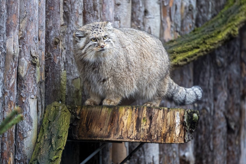 Manul z wrocławskiego zoo podczas pokazowego karmienia