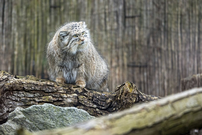 Manul z wrocławskiego zoo podczas pokazowego karmienia