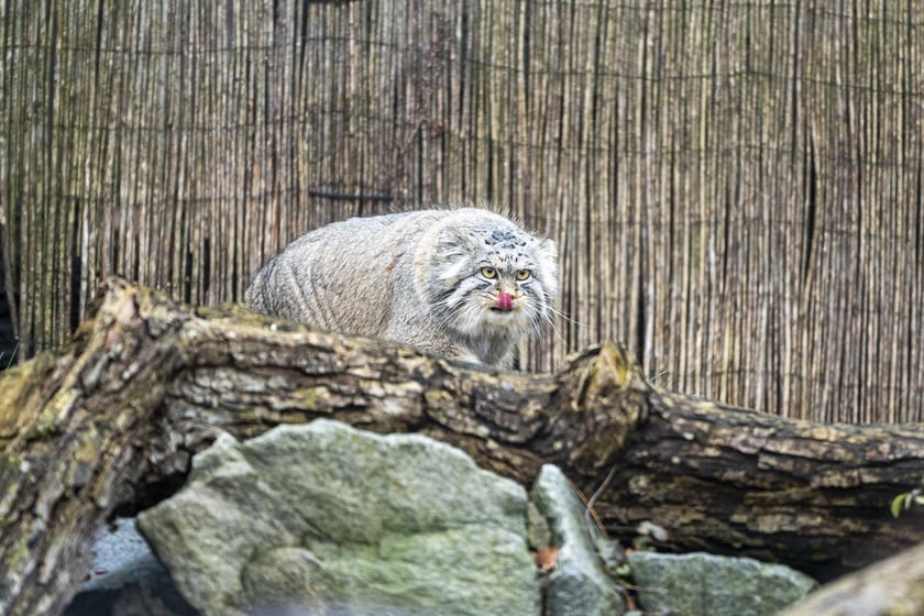 Manul z wrocławskiego zoo podczas pokazowego karmienia