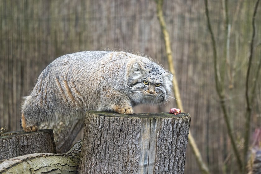 Manul z wrocławskiego zoo podczas pokazowego karmienia