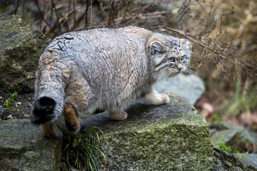 Manul z wrocławskiego zoo podczas pokazowego karmienia