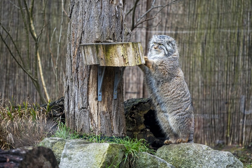Manul z wrocławskiego zoo podczas pokazowego karmienia