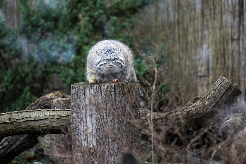 Manul z wrocławskiego zoo podczas pokazowego karmienia