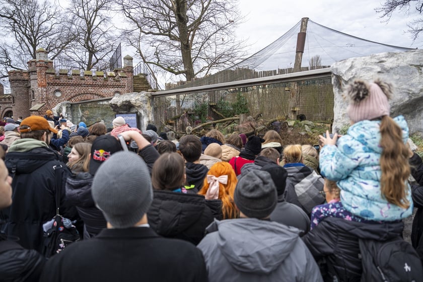 Manul z wrocławskiego zoo podczas pokazowego karmienia