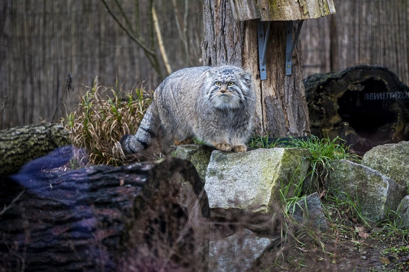 Manul z wrocławskiego zoo podczas pokazowego karmienia
