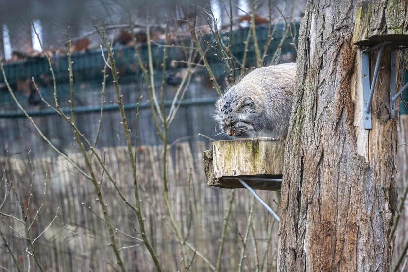 Manul z wrocławskiego zoo podczas pokazowego karmienia