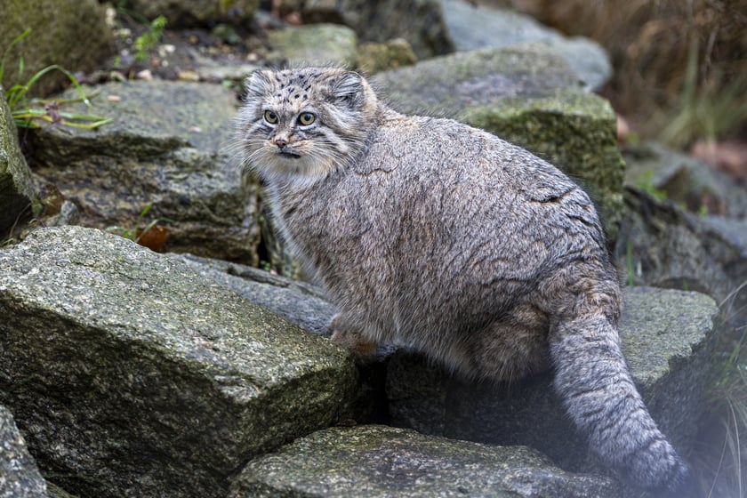 Manul z wrocławskiego zoo podczas pokazowego karmienia