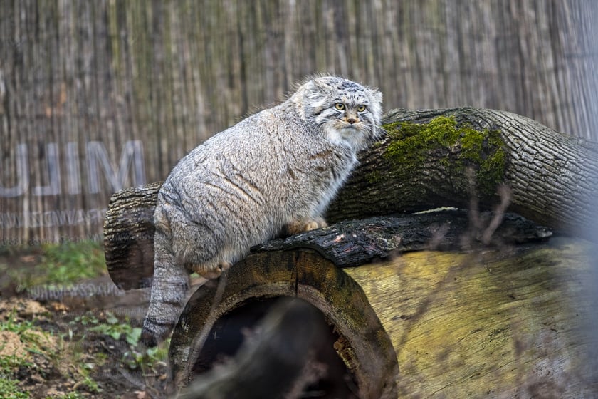Manul z wrocławskiego zoo podczas pokazowego karmienia