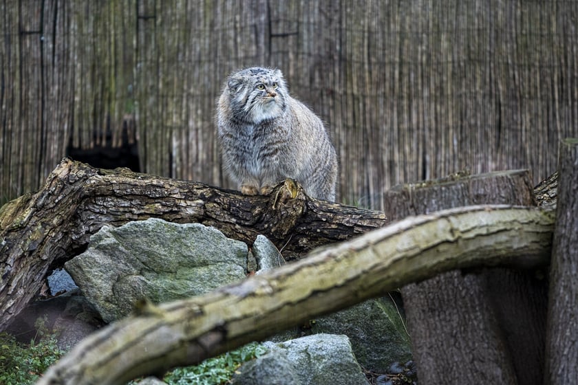 Manul z wrocławskiego zoo podczas pokazowego karmienia