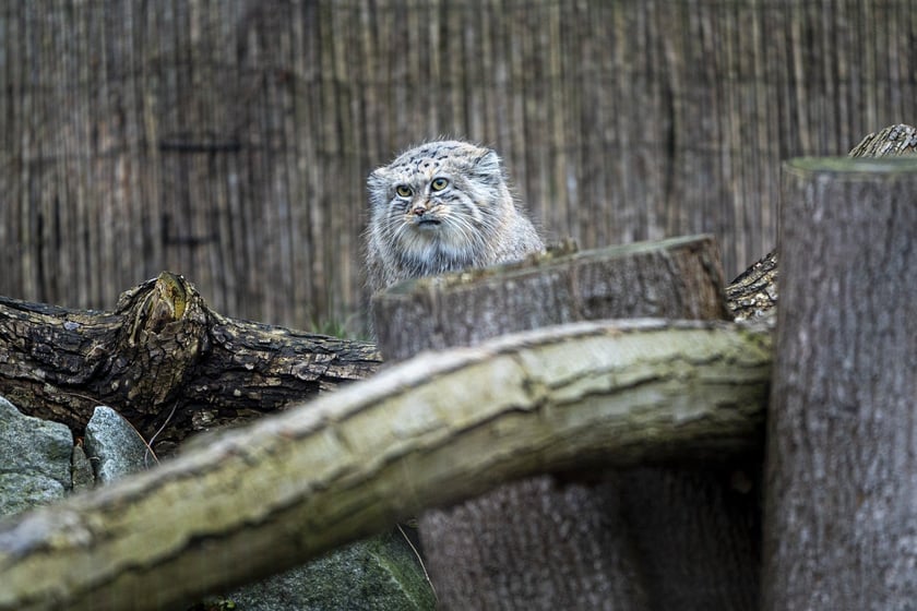 Manul z wrocławskiego zoo podczas pokazowego karmienia