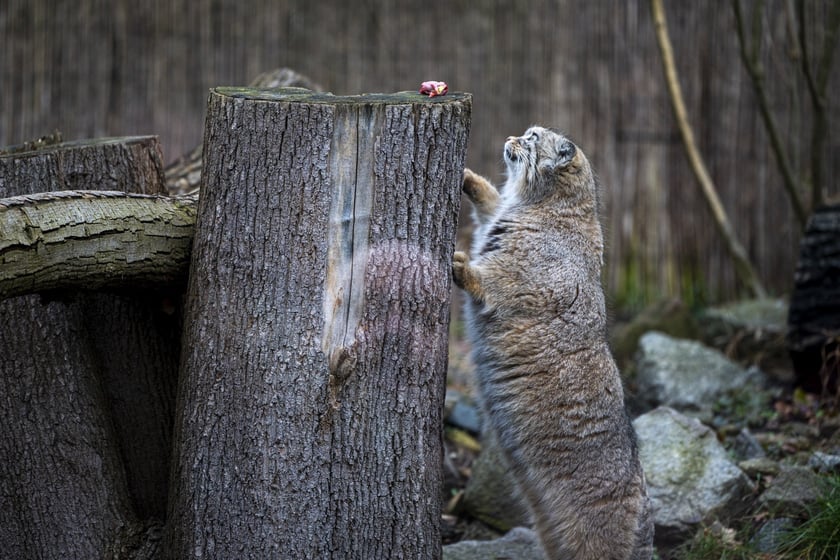 Manul z wrocławskiego zoo podczas pokazowego karmienia