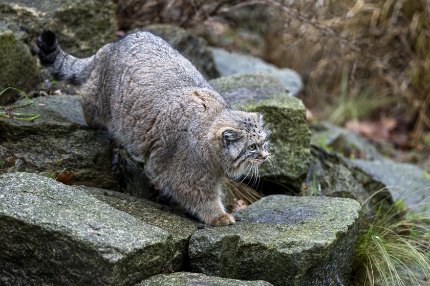 Manul z wrocławskiego zoo podczas pokazowego karmienia