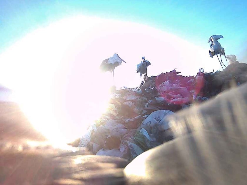 Zdjęcia zrobione przez bociana Fotografa w Turcji za pomocą aparatu, w kt&oacute;ry wyposażono jego nadajnik