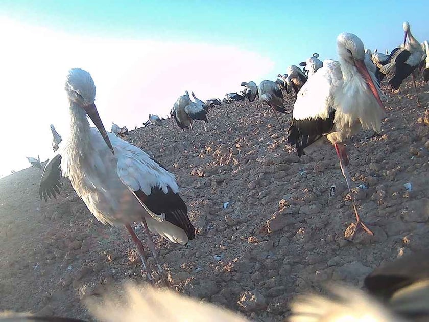 Zdjęcia zrobione przez bociana Fotografa w Egipcie za pomocą aparatu, w kt&oacute;ry wyposażono jego nadajnik