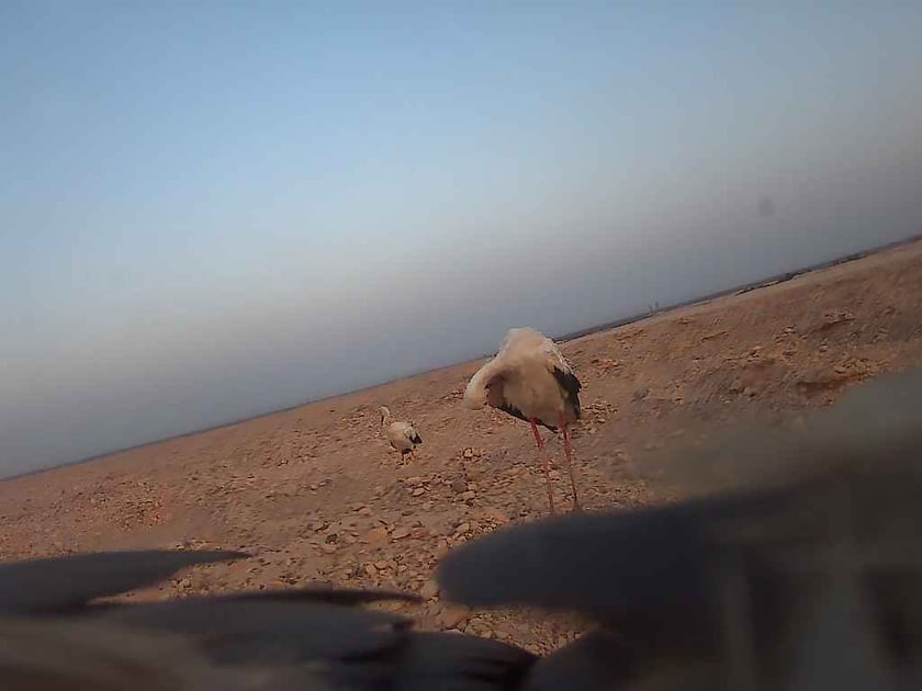 Zdjęcia zrobione przez bociana Fotografa w Sudanie za pomocą aparatu, w kt&oacute;ry wyposażono jego nadajnik