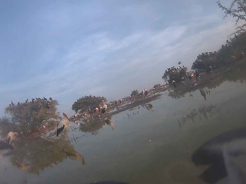 Zdjęcia zrobione przez bociana Fotografa na granicy Tanzanii i Zambii za pomocą aparatu, w kt&oacute;ry wyposażono jego nadajnik