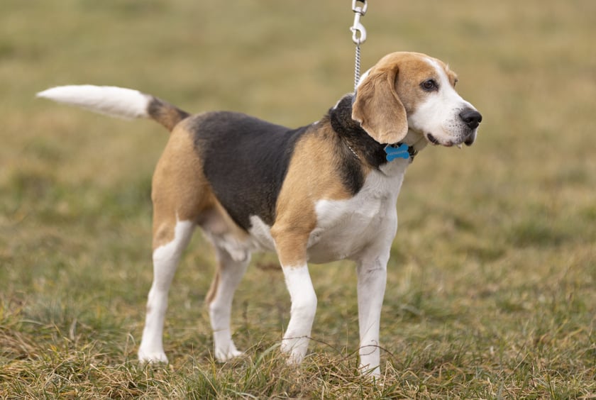 Niko to 9-letni beagle. Początkowo został znaleziony, a następnie adoptowany. Niestety wr&oacute;cił do schroniska z powodu problem&oacute;w behawioralnych. Niko jest miły, aktywny. Pilnuje jedzenia, co może być problematyczne. Wymaga doświadczonego opiekuna, kt&oacute;ry będzie pracował z jego problemami. Niko to wesoły i energiczny pies. (795/24)