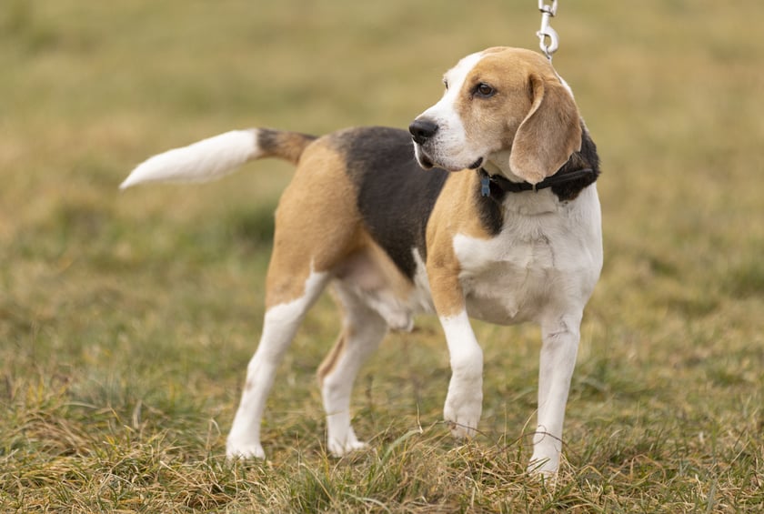 Niko to 9-letni beagle. Początkowo został znaleziony, a następnie adoptowany. Niestety wr&oacute;cił do schroniska z powodu problem&oacute;w behawioralnych. Niko jest miły, aktywny. Pilnuje jedzenia, co może być problematyczne. Wymaga doświadczonego opiekuna, kt&oacute;ry będzie pracował z jego problemami. Niko to wesoły i energiczny pies. (795/24)