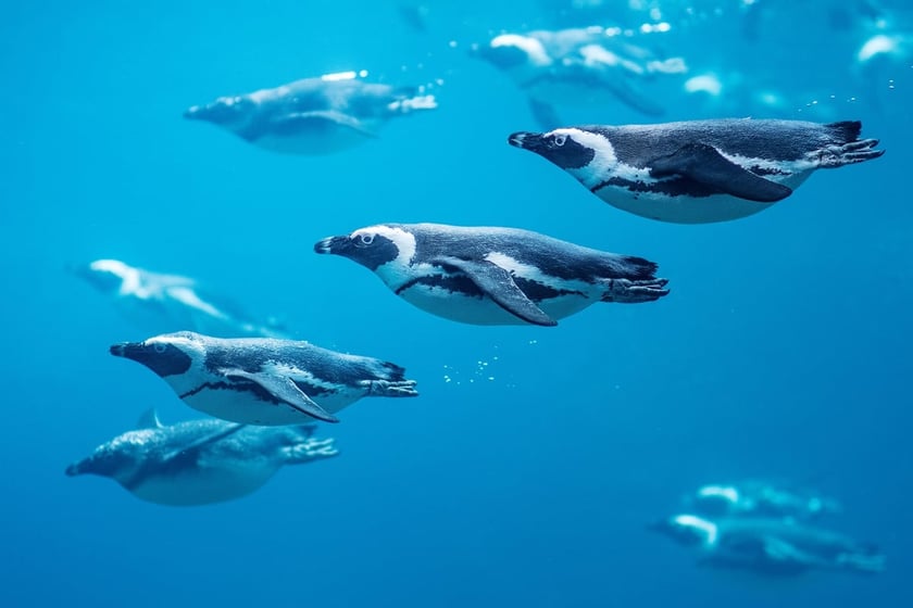 Pingwiny przylądkowe w Afrykarium we wroclawskim zoo
