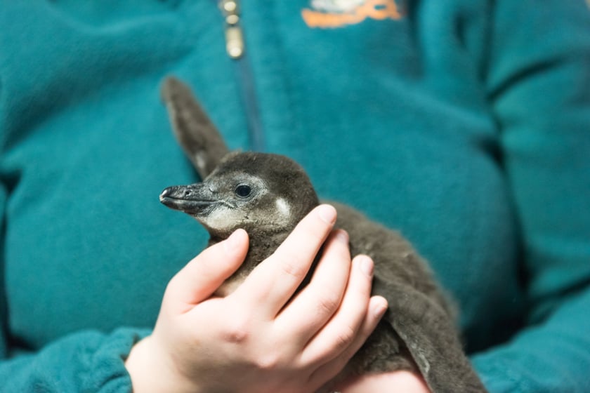 Mlody pingwin przylądkowy w Afrykarium we wroclawskim zoo