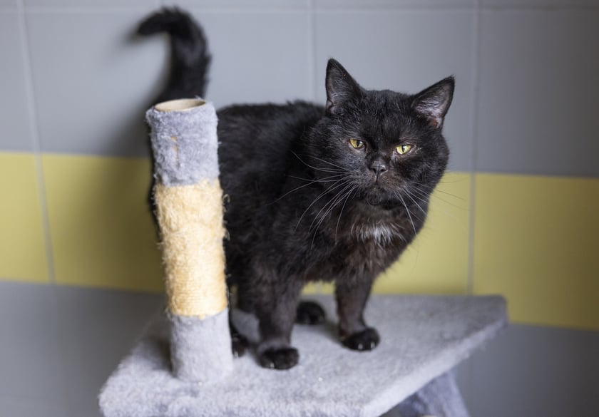 Filipek ok- 10-letni kocurek, kt&oacute;ry do Schroniska trafił jako znaleziony. Jest przeuroczym, cudownym, domagającym się uwagi kocurkiem. Filipek jest gotowy do adopcji. Jest bardzo miły i kocha towarzystwo ludzi. Ma zdiagnozowane FeLV (białaczkę kot&oacute;w), dlatego powinien trafić do domu bez innych kot&oacute;w, lub do domu gdzie są już koty z FeLV. Filipek szuka kochającego opiekuna, kt&oacute;ry zapewni mu troskę i bezpieczeństwo. Jeśli możesz mu podarować ciepły kąt, skontaktuj się (1104/24).