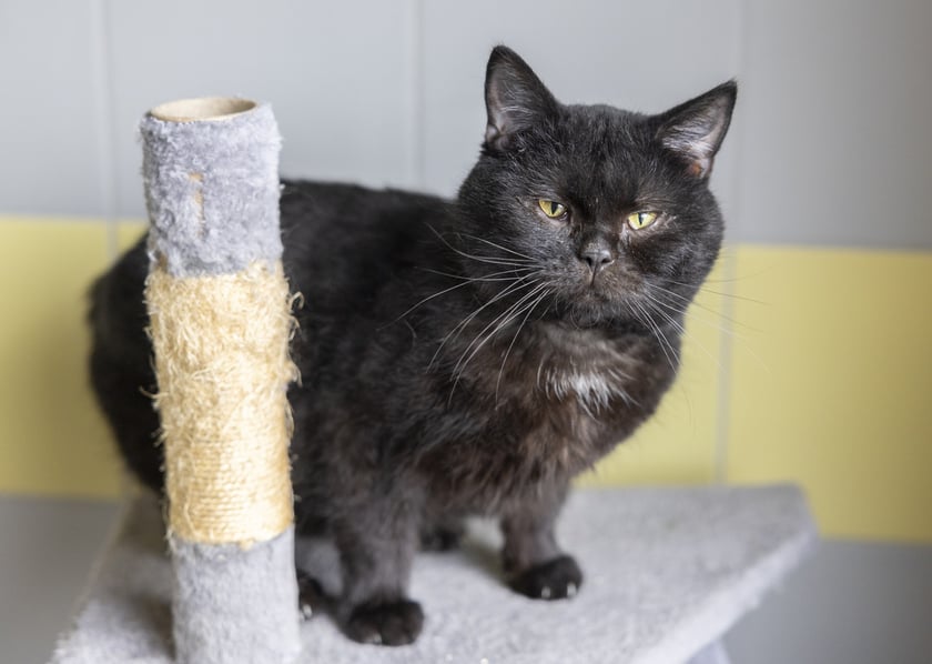 Filipek ok- 10-letni kocurek, kt&oacute;ry do Schroniska trafił jako znaleziony. Jest przeuroczym, cudownym, domagającym się uwagi kocurkiem. Filipek jest gotowy do adopcji. Jest bardzo miły i kocha towarzystwo ludzi. Ma zdiagnozowane FeLV (białaczkę kot&oacute;w), dlatego powinien trafić do domu bez innych kot&oacute;w, lub do domu gdzie są już koty z FeLV. Filipek szuka kochającego opiekuna, kt&oacute;ry zapewni mu troskę i bezpieczeństwo. Jeśli możesz mu podarować ciepły kąt, skontaktuj się (1104/24).