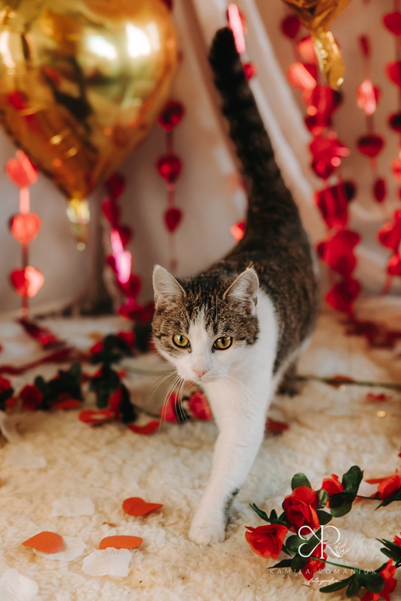 Psy i koty do adopcji z wrocławskiego schroniska w walentynkowej sesji