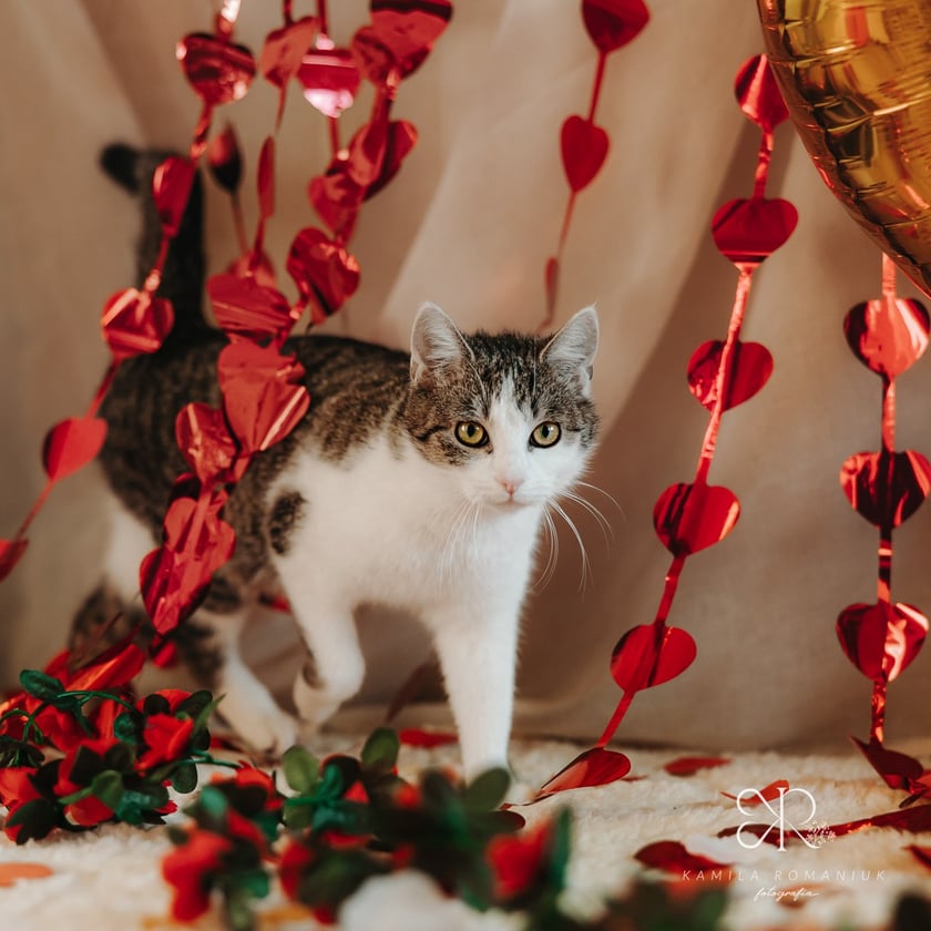 Psy i koty do adopcji z wrocławskiego schroniska w walentynkowej sesji