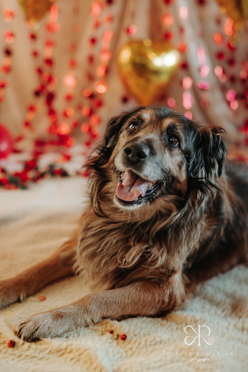 Psy i koty do adopcji z wrocławskiego schroniska w walentynkowej sesji