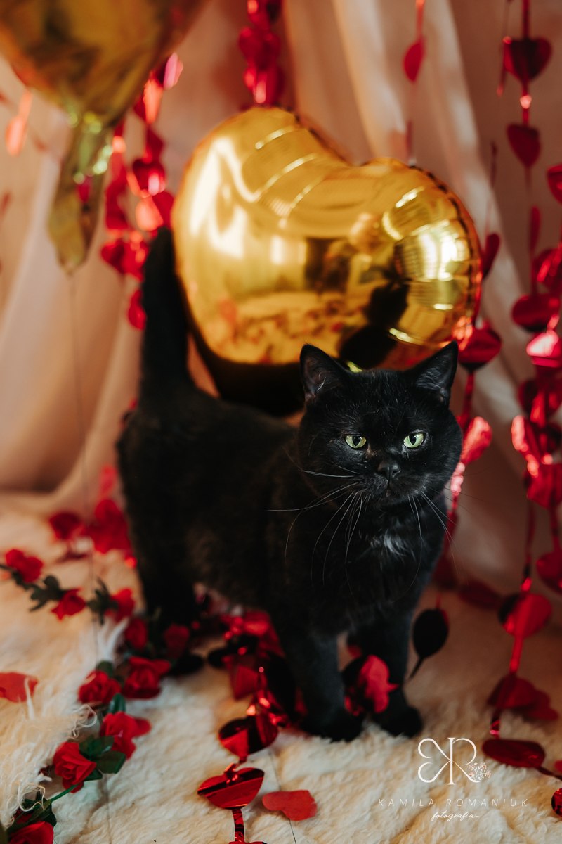 Psy i koty do adopcji z wrocławskiego schroniska w walentynkowej sesji