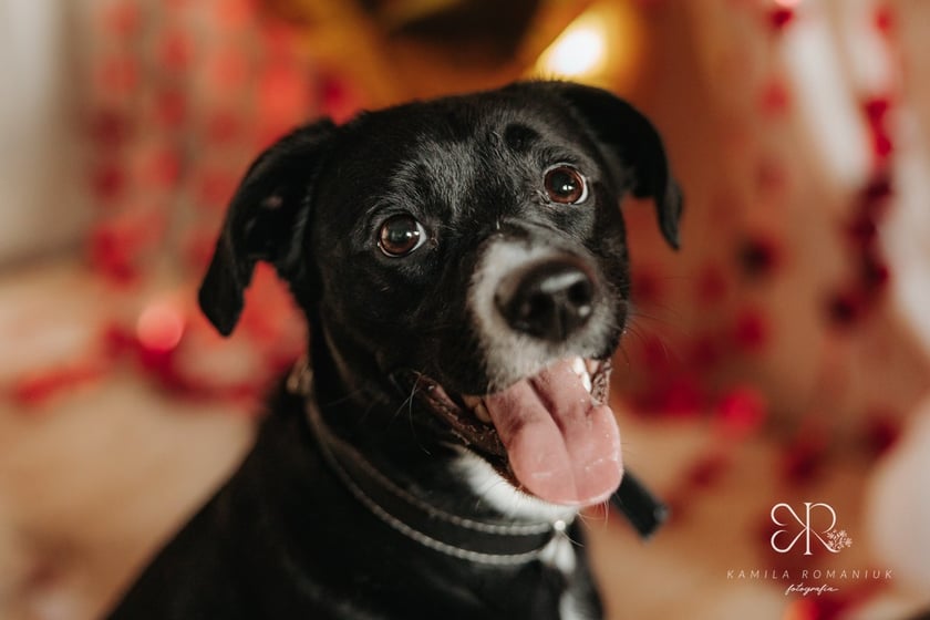 Psy i koty do adopcji z wrocławskiego schroniska w walentynkowej sesji