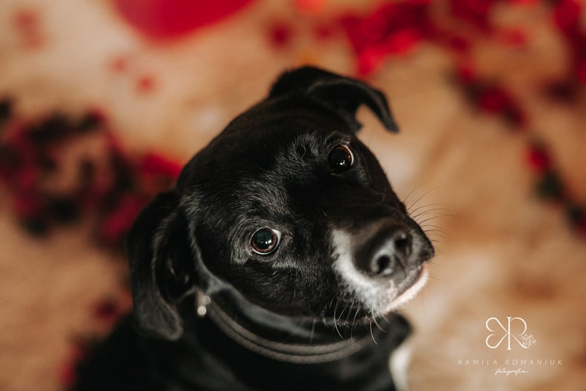 Psy i koty do adopcji z wrocławskiego schroniska w walentynkowej sesji