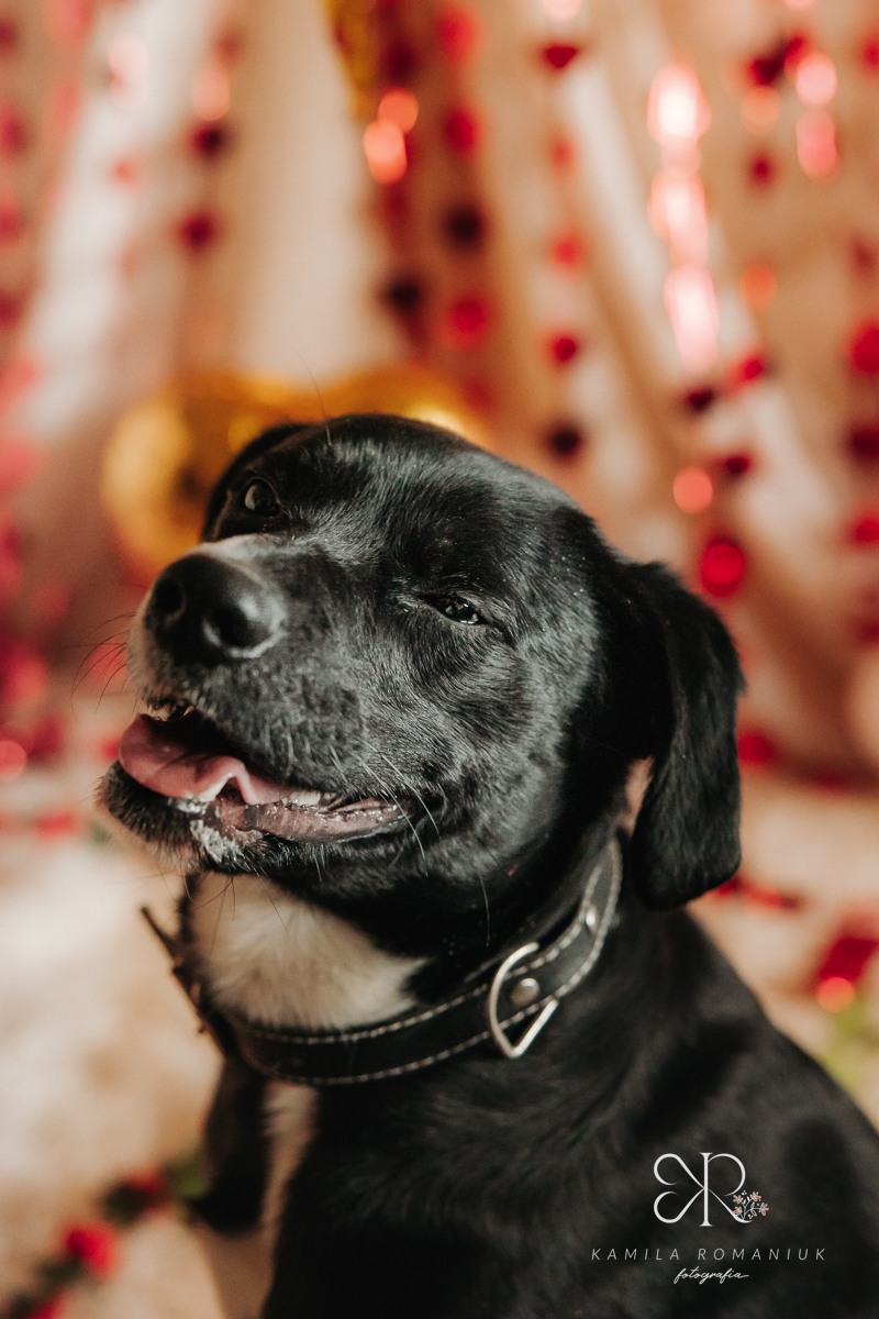 Psy i koty do adopcji z wrocławskiego schroniska w walentynkowej sesji