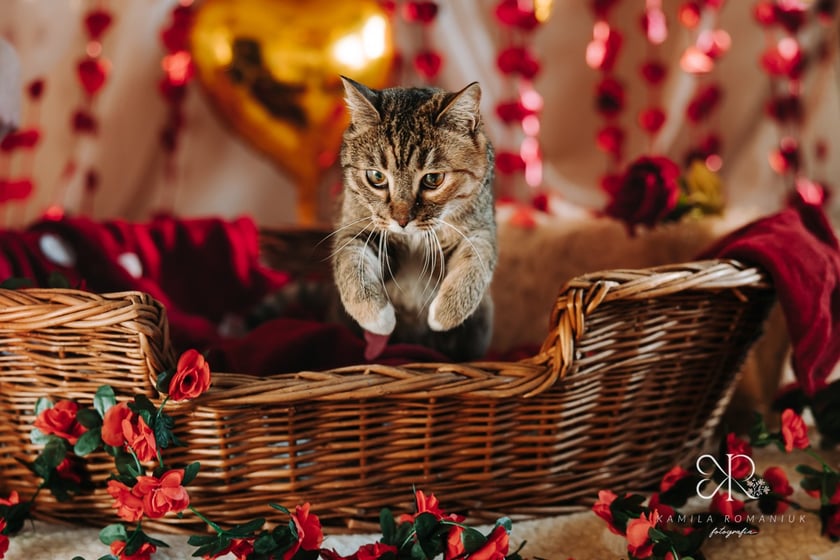 Psy i koty do adopcji z wrocławskiego schroniska w walentynkowej sesji