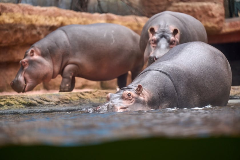 Światowy Dzień Hipopotama w Afrykarium we Wrocławiu