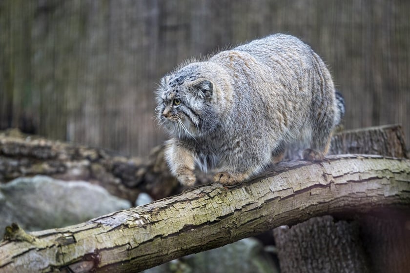 Manul