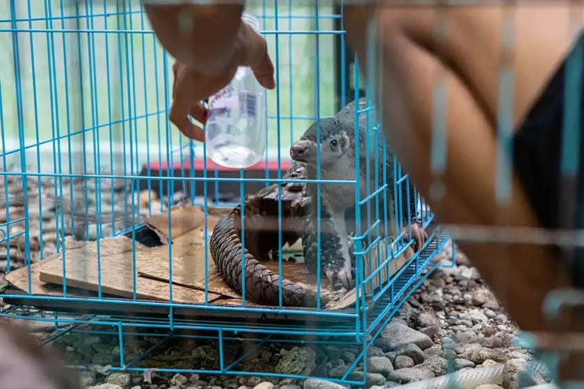 Pangolin po udaremnieniu pr&oacute;by przemytu