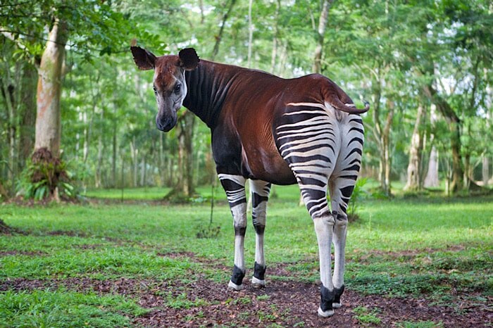 Okapi