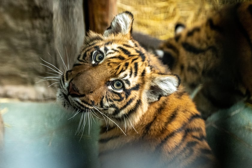 Ewelina Kliś dzięki wygranej aukcji na rzecz WOŚP spędziła dzień we wrocławskim zoo