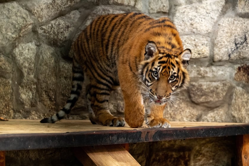 Ewelina Kliś dzięki wygranej aukcji na rzecz WOŚP spędziła dzień we wrocławskim zoo