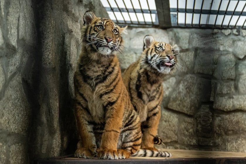 Ewelina Kliś dzięki wygranej aukcji na rzecz WOŚP spędziła dzień we wrocławskim zoo