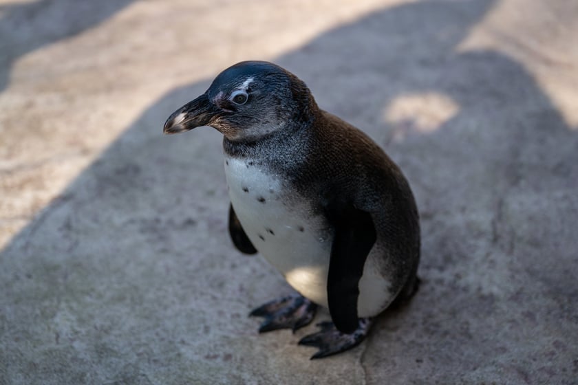 Ewelina Kliś dzięki wygranej aukcji na rzecz WOŚP spędziła dzień we wrocławskim zoo