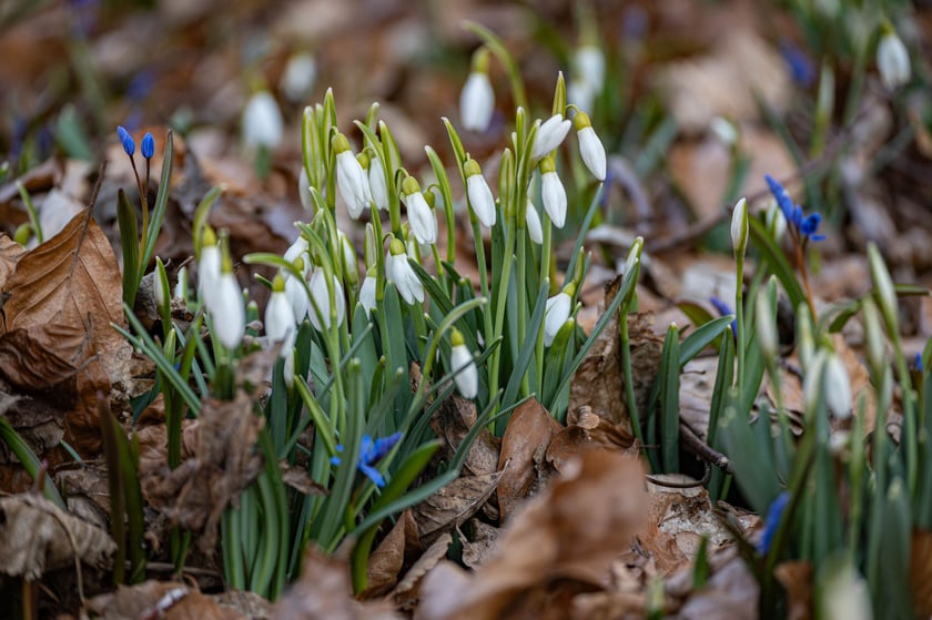 Ogr&oacute;d Botaniczny we Wrocławiu na przełomie lutego i marca