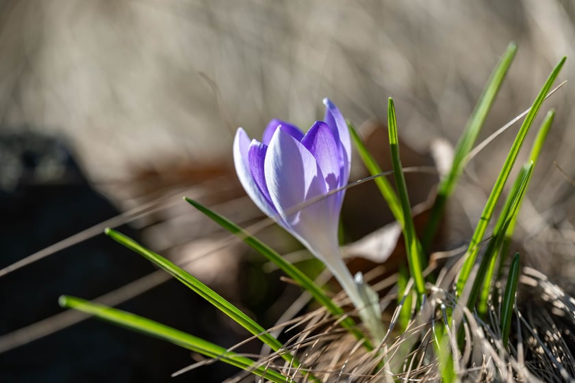 Ogr&oacute;d Botaniczny we Wrocławiu na przełomie lutego i marca