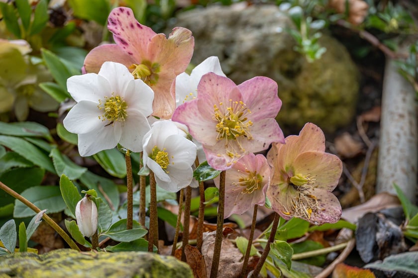 Ogr&oacute;d Botaniczny we Wrocławiu na przełomie lutego i marca