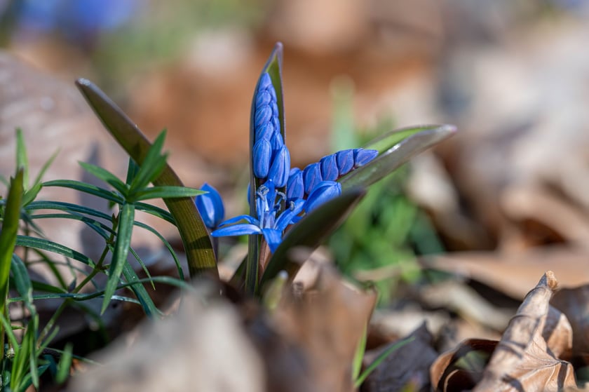Ogr&oacute;d Botaniczny we Wrocławiu na przełomie lutego i marca